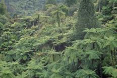 Punga, Tree Ferns, in the Bush, Wanganui District, Taranaki, North Island, New Zealand-Jeremy Bright-Photographic Print