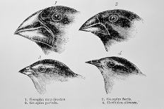 Diagram of Beaks of Galapagos Finches by Darwin-Jeremy Burgess-Photographic Print