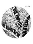 Drawing of Cork Under Microscope by Robert Hooke-Jeremy Burgess-Photographic Print