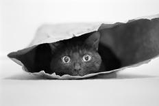 Cat in a Bag-Jeremy Holthuysen-Stretched Canvas