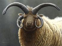 Loaghtan Ram-Jeremy Paul-Stretched Canvas