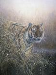 Tiger at Dawn-Jeremy Paul-Giclee Print