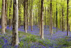 Bluebells (Hyacinthoides Sp.)-Jeremy Walker-Photographic Print