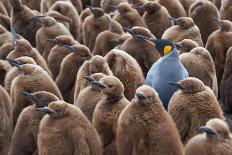 Adult King Penguin (Aptenodytes Patagonicus) Standing amongst a Large Group of Nearly Fully Grown C-JeremyRichards-Photographic Print