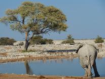 Wetland in the Atacama-JeremyRichards-Photographic Print