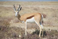 Springbok-JeremyRichards-Photographic Print