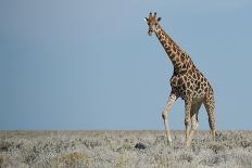Springbok-JeremyRichards-Photographic Print