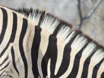 Zebra Stripes-JeremyRichards-Photographic Print