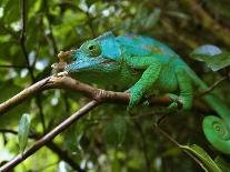 A Chameleon Sits on a Branch of a Tree in Madagascar's Mantadia National Park Sunday June 18, 2006-Jerome Delay-Framed Stretched Canvas