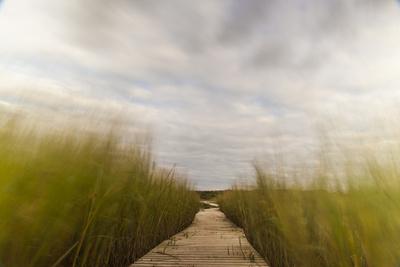 The Boardwalk Through the Tidal Marsh at Mass Audubon's Wellfleet Bay Wildlife Sanctuary