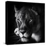 Stretched Canvas