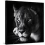 Stretched Canvas
