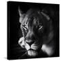 Stretched Canvas