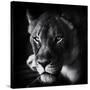Stretched Canvas