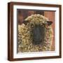 Brown Frame