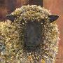 Laminate