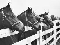 Horses Looking Over Fence at Alfred Vanderbilt's Farm-Jerry Cooke-Photographic Print