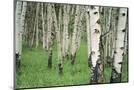Wood Mount
