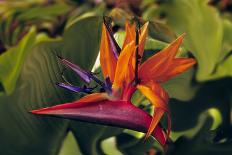 Bird of Paradise Blooming on the Garden Isle, Kauai, Hawaii, USA-Jerry Ginsberg-Photographic Print