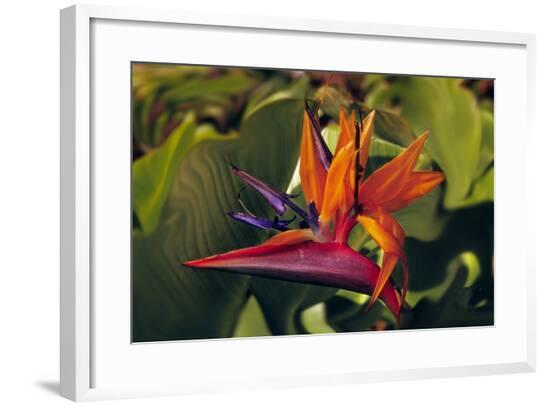 Framed Photographic Print, , large