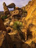 Dawn on the Mojave Desert, California, USA-Jerry Ginsberg-Framed Photographic Print