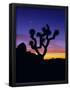 Essential Black