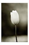 Early Morning Tulip-Jerry Koontz-Mounted Giclee Print