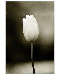 Early Morning Tulip-Jerry Koontz-Mounted Giclee Print