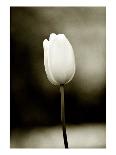 Early Morning Tulip-Jerry Koontz-Mounted Giclee Print