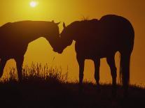 Silhouette of Horses at Sunset-Jerry Koontz-Photographic Print