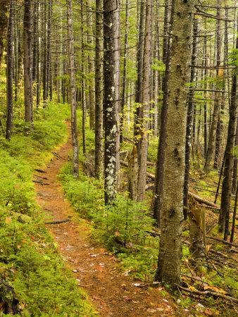 A trail around Ammonoosuc Lake, White Mountain National Forest, New Hampshire, USA