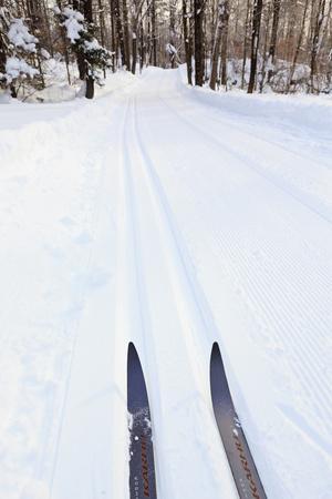 Cross Country Skis, Notchview Reservation, Windsor, Massachusetts