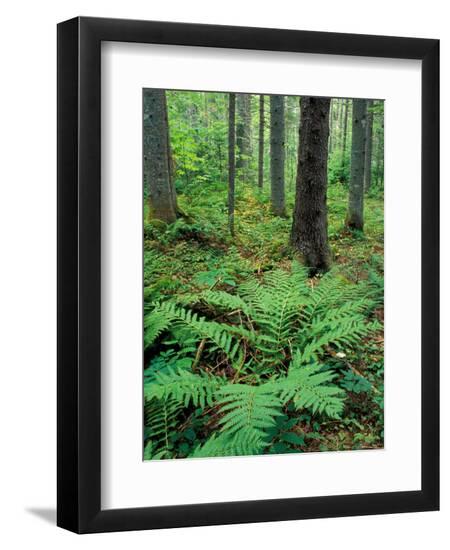 Premium Photographic Print, , large