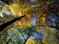 Penobscot Mountain Hiking Trails in Fall, Maine, USA-Jerry & Marcy Monkman-Photographic Print