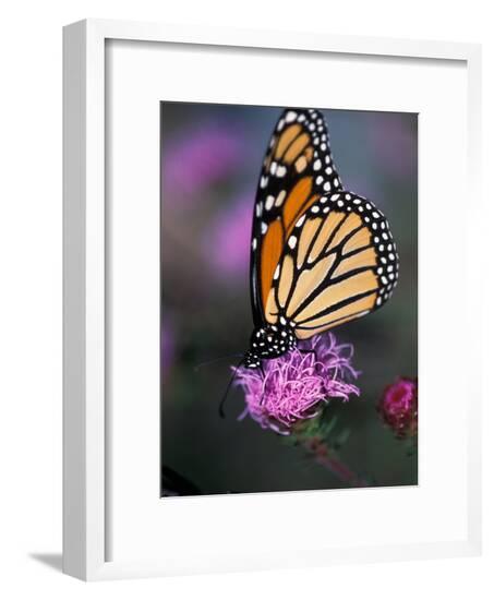 Framed Photographic Print, , large