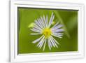 Gramercy White
