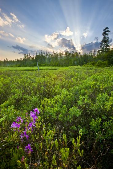 Premium Photographic Print, , large