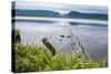 Jerrys Pond in the UNESCO World Heritage Sight, Gros Mourne National Park, Newfoundland, Canada-Michael Runkel-Stretched Canvas