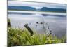 Jerrys Pond in the UNESCO World Heritage Sight, Gros Mourne National Park, Newfoundland, Canada-Michael Runkel-Mounted Photographic Print