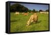 Jersey Cattle, Jersey, Channel Islands, Europe-Neil Farrin-Framed Stretched Canvas