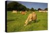 Jersey Cattle, Jersey, Channel Islands, Europe-Neil Farrin-Stretched Canvas