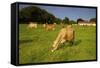 Jersey Cattle, Jersey, Channel Islands, Europe-Neil Farrin-Framed Stretched Canvas