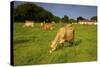 Jersey Cattle, Jersey, Channel Islands, Europe-Neil Farrin-Stretched Canvas