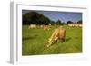 Jersey Cattle, Jersey, Channel Islands, Europe-Neil Farrin-Framed Photographic Print