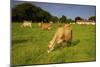 Jersey Cattle, Jersey, Channel Islands, Europe-Neil Farrin-Mounted Photographic Print