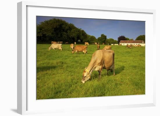 Jersey Cattle, Jersey, Channel Islands, Europe-Neil Farrin-Framed Photographic Print