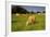 Jersey Cattle, Jersey, Channel Islands, Europe-Neil Farrin-Framed Photographic Print