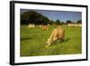 Jersey Cattle, Jersey, Channel Islands, Europe-Neil Farrin-Framed Photographic Print