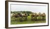 Jersey cattle-enricocacciafotografie-Framed Photographic Print