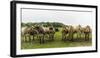 Jersey cattle-enricocacciafotografie-Framed Photographic Print